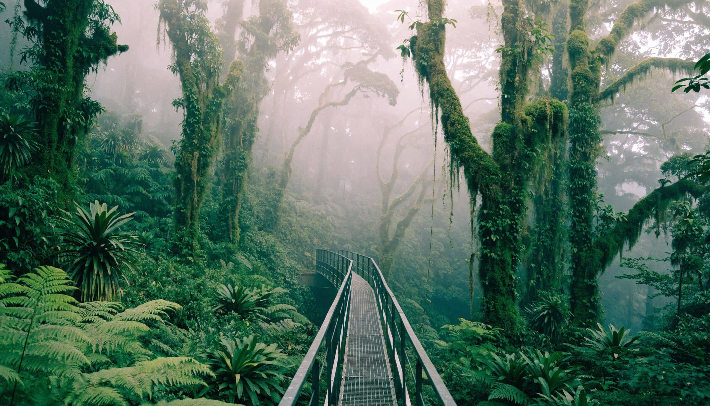 Un pont suspendu qui s’enfonce dans la forêt de nuages de Monteverde, entre des arbres couverts de mousse
