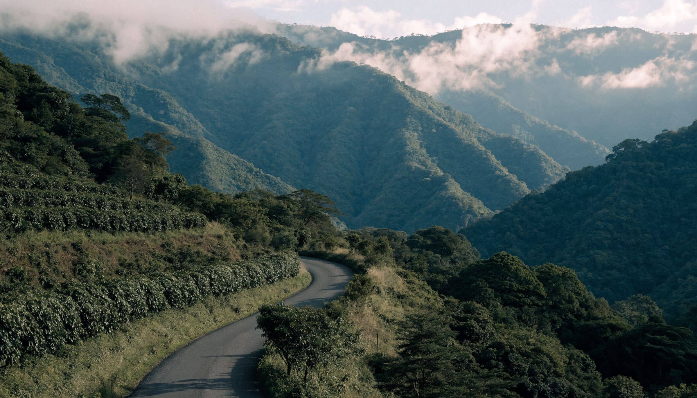 Une petite route de montagne entre les caféiers, sous des crêtes dans les nuages