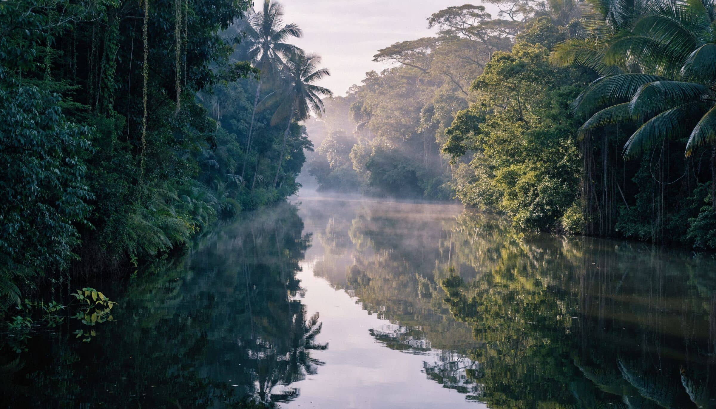 A Tortuguero canal in the morning mist, lined with rainforest