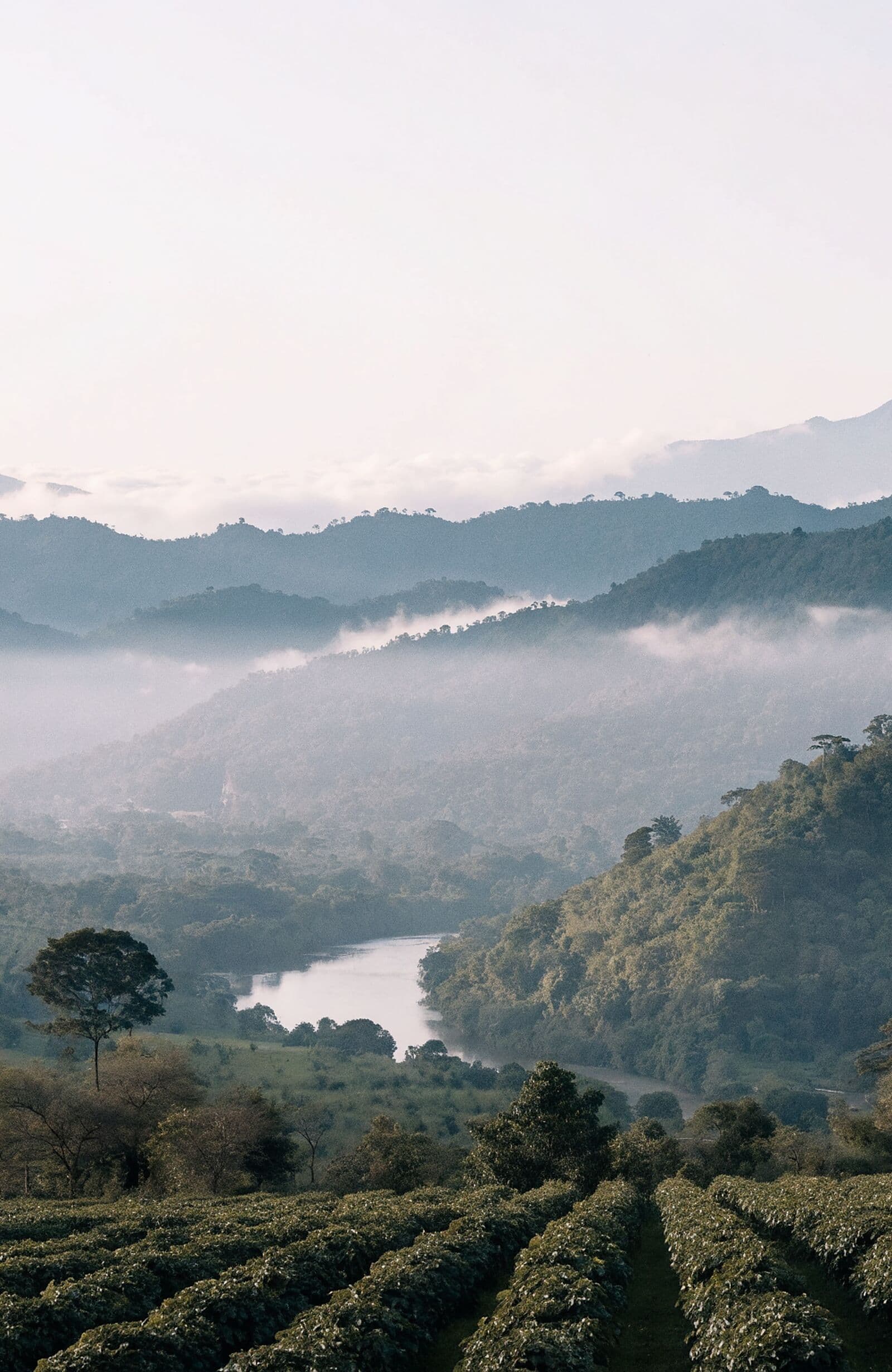La vallée d'Orosi au petit matin : rangs de caféiers, rivière et montagnes dans la brume